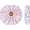 Purple Sea Urchin Lentil Focal Bead 1 Purple Sea Urchin Lentil Focal Bead -fiber optics 4 sale 454f69284a76884b50d120e41de89afbe4736bda 31448.1708592389